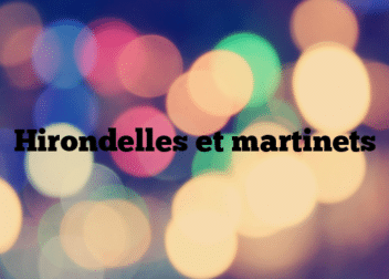 Hirondelles et martinets